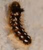Acronicta rumicis